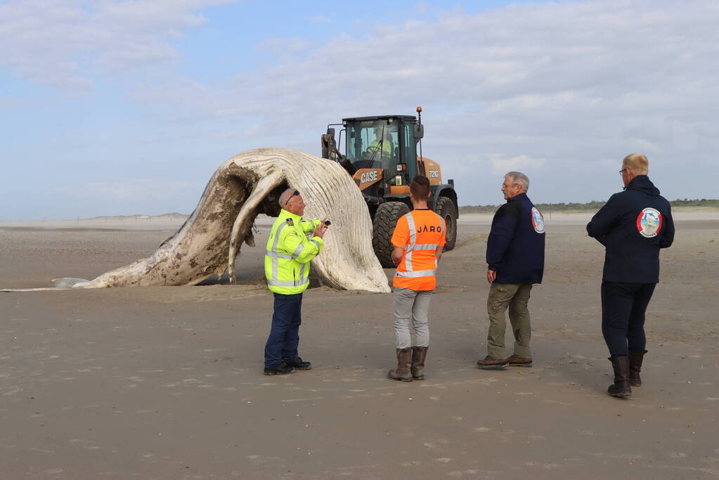 Grote bultrug aangespoeld