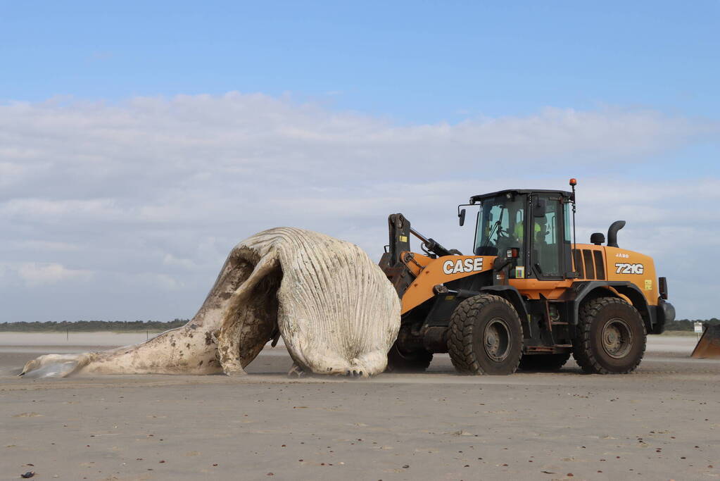 Grote bultrug aangespoeld