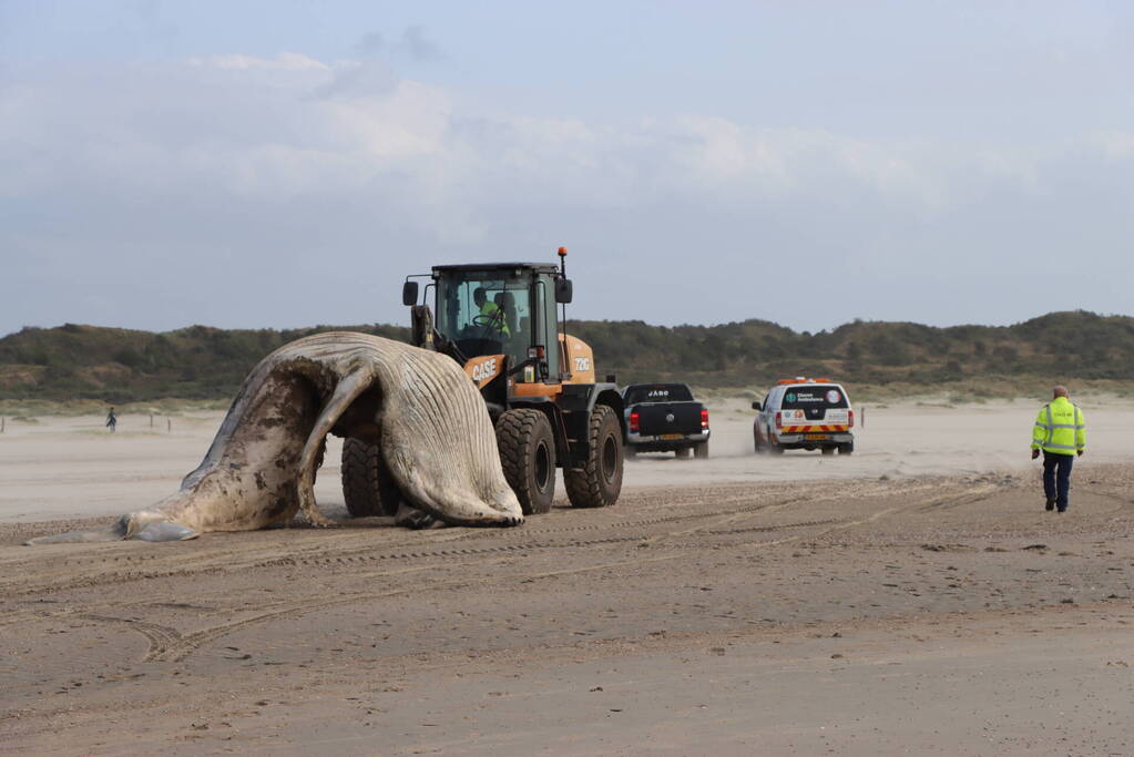 Grote bultrug aangespoeld