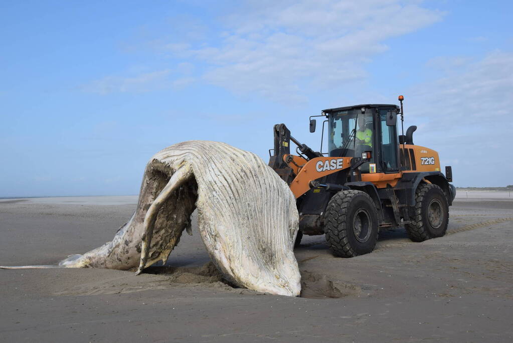 Grote bultrug aangespoeld