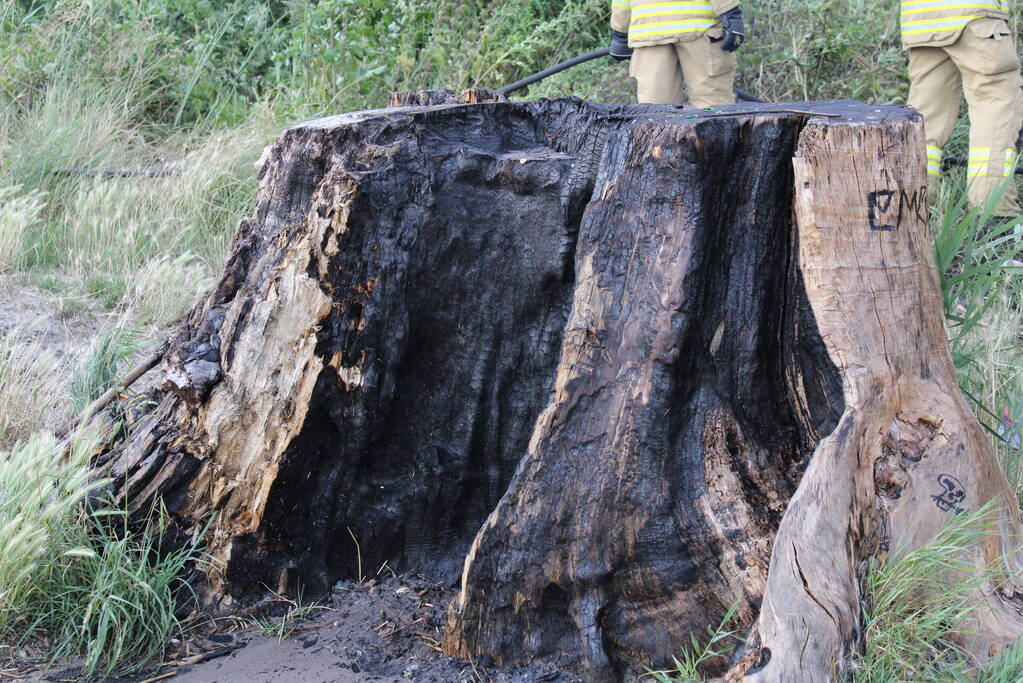 Smeulbrand in grote stronk van boom