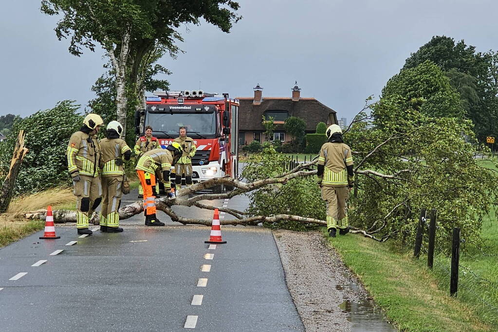 Omgewaaide berkenboom verspert weg