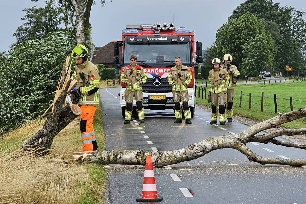 Omgewaaide berkenboom verspert weg