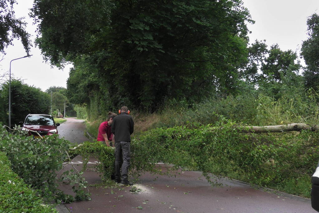 Boom om door zomerstorm Poly