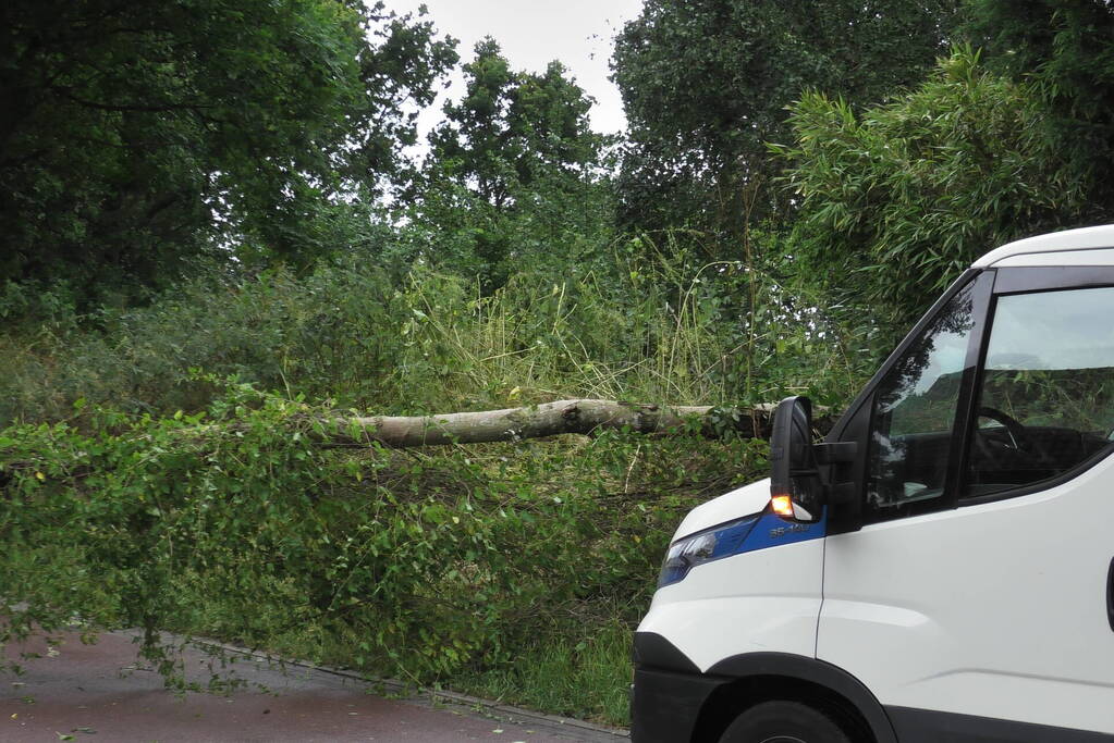 Boom om door zomerstorm Poly