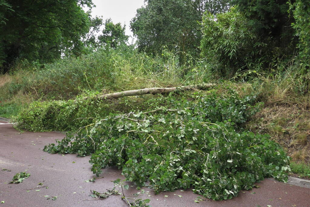 Boom om door zomerstorm Poly