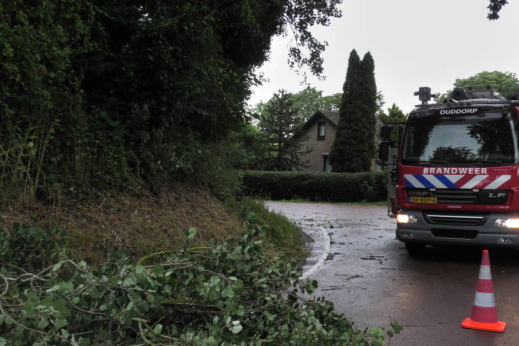 Boom om door zomerstorm Poly