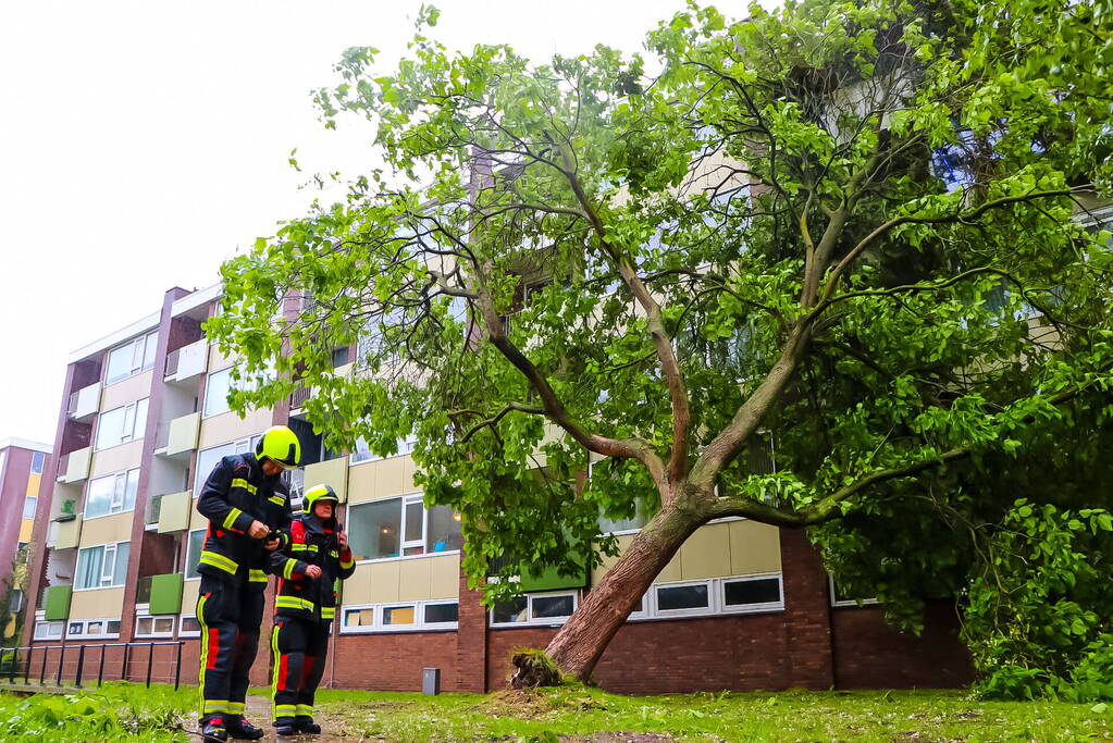 Boom uit de grond gerukt door zomerstorm Poly