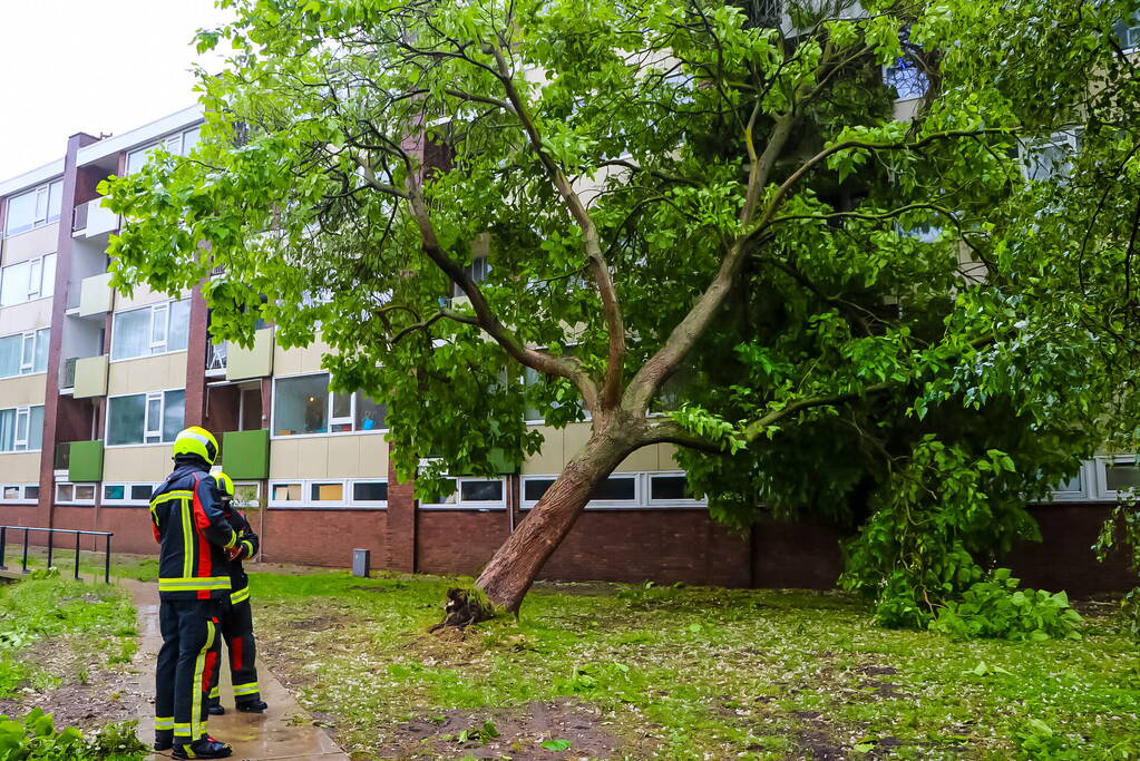 Boom uit de grond gerukt door zomerstorm Poly