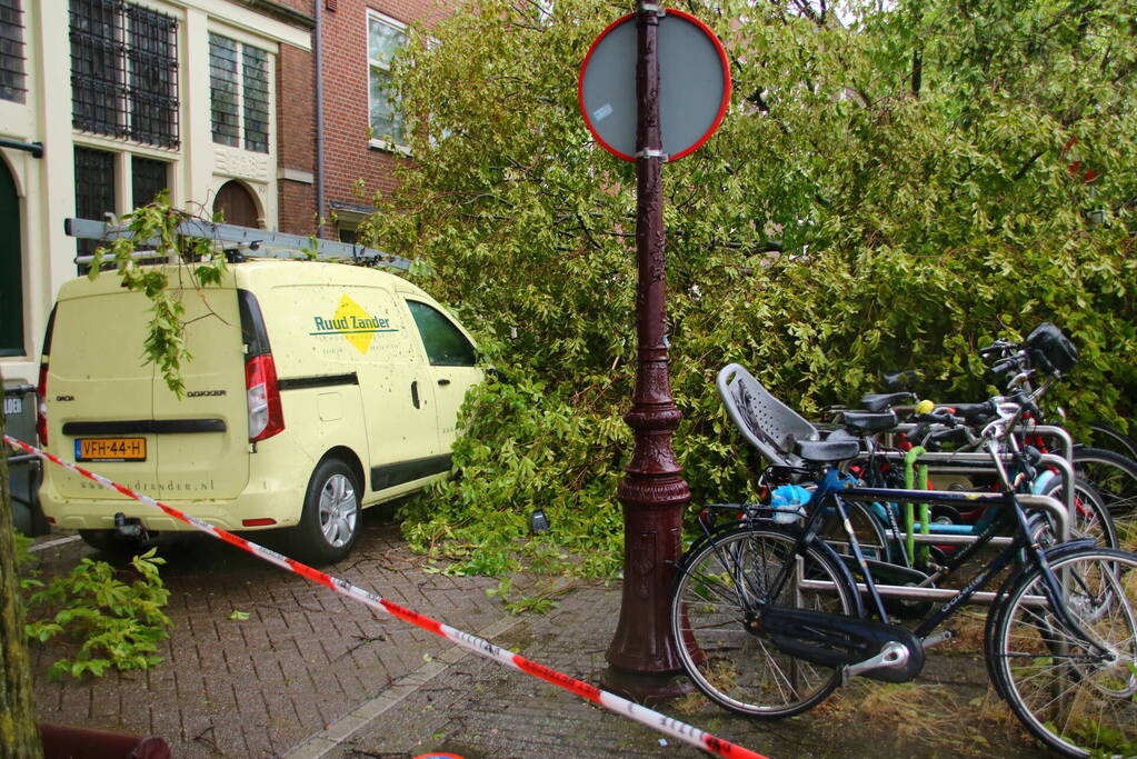 Enorme boom volledig uit de grond gerukt door zomerstorm Poly