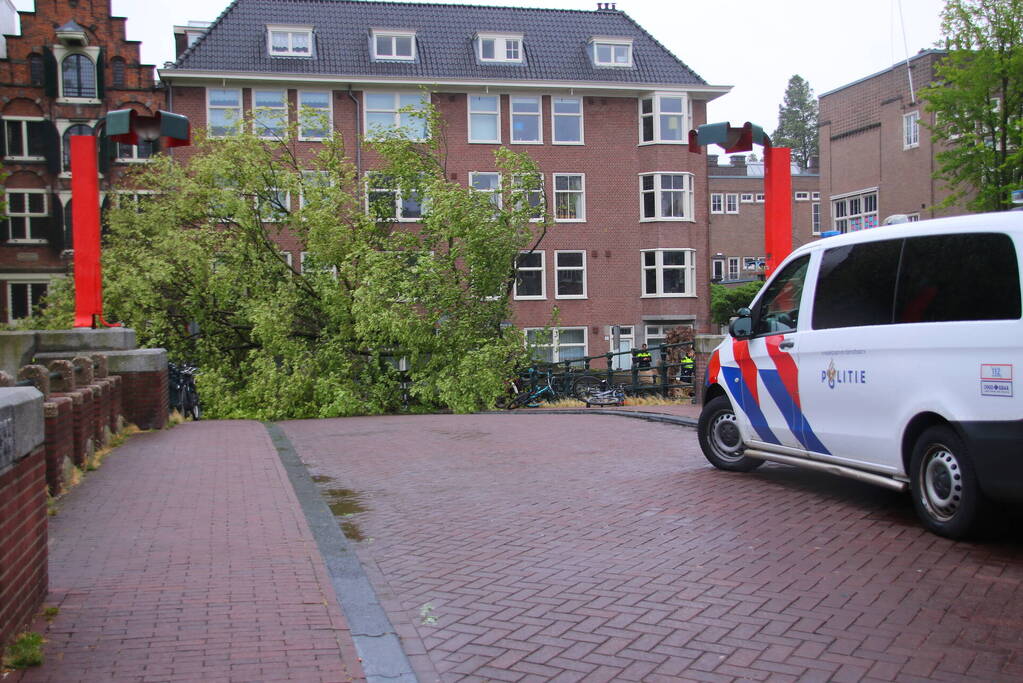 Enorme boom volledig uit de grond gerukt door zomerstorm Poly