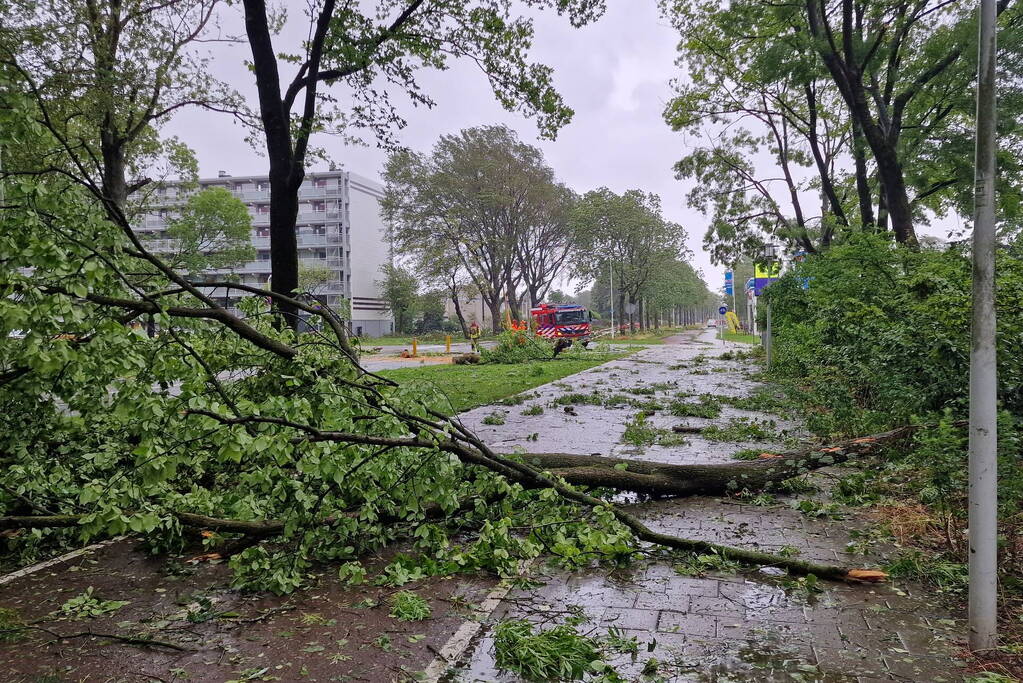 Meerdere bomen omgewaaid door storm