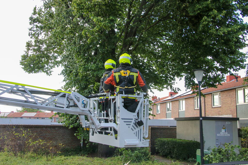 Brandweer haalt loshangende tak weg