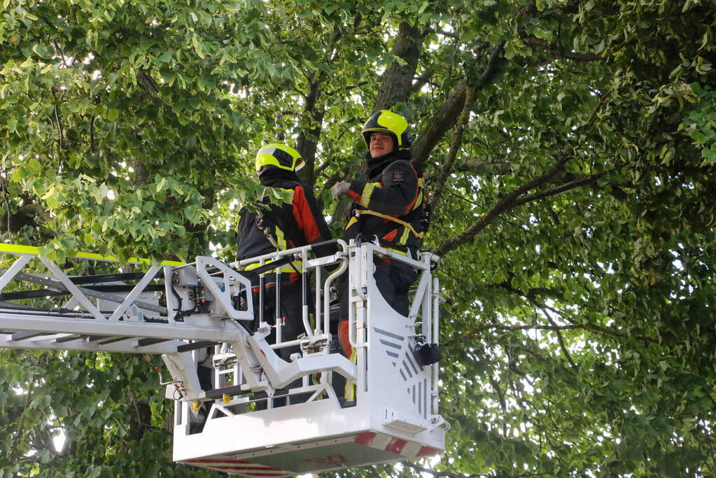 Brandweer haalt loshangende tak weg