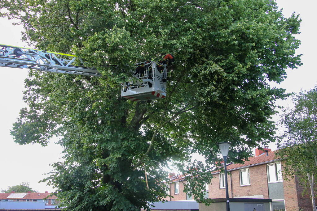 Brandweer haalt loshangende tak weg