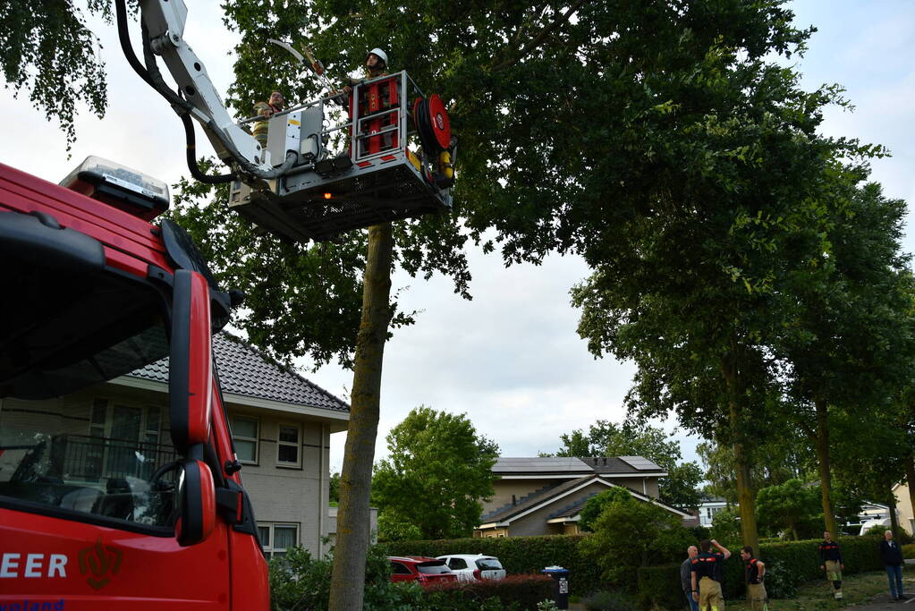 Brandweer verwijdert gevaarlijk hangende tak