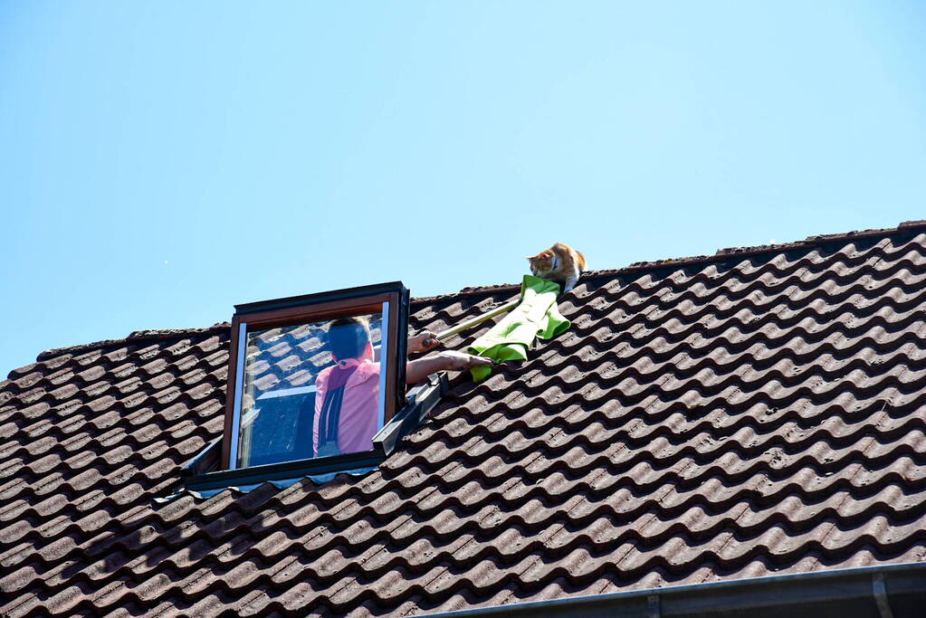 Brandweer probeert kat van dak te halen