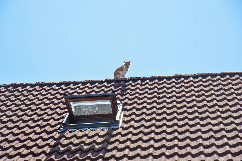 Brandweer probeert kat van dak te halen