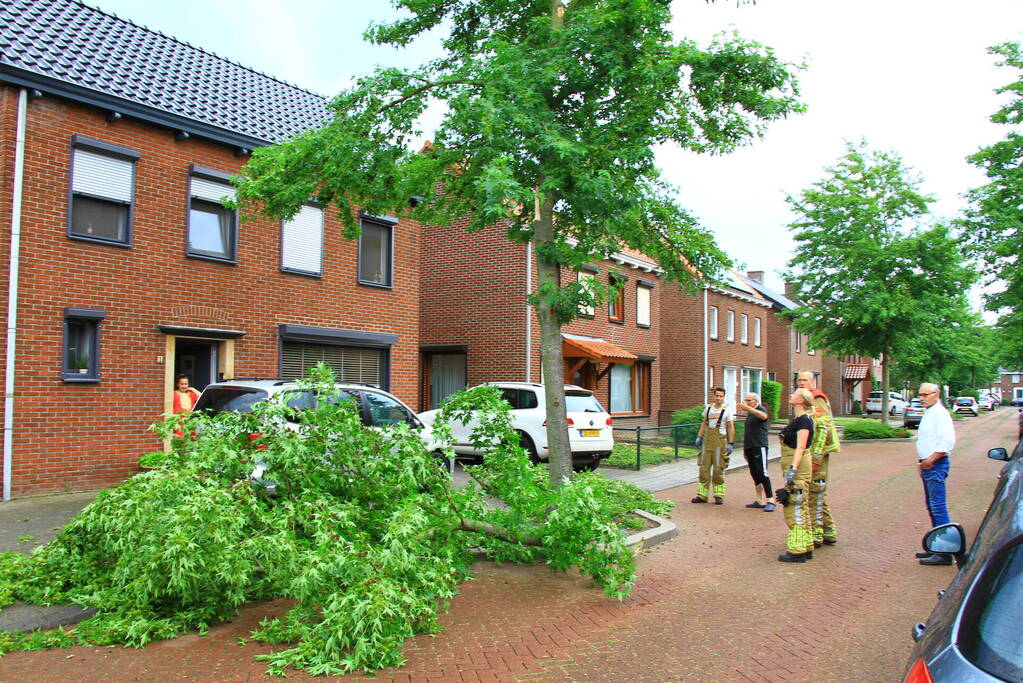 Grote tak breekt uit boom