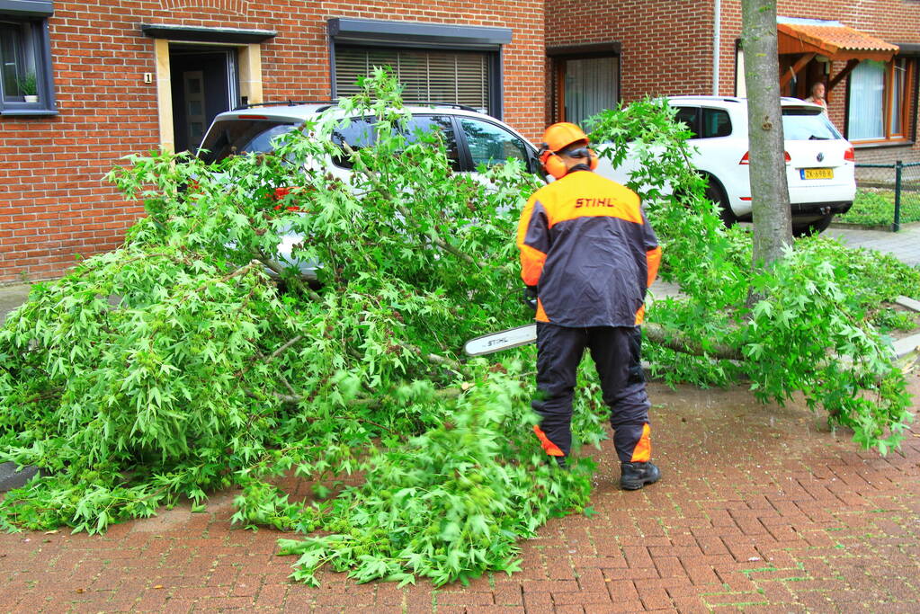 Grote tak breekt uit boom