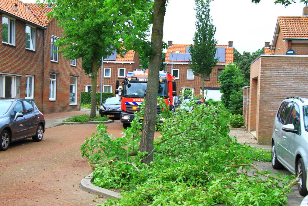 Grote tak breekt uit boom