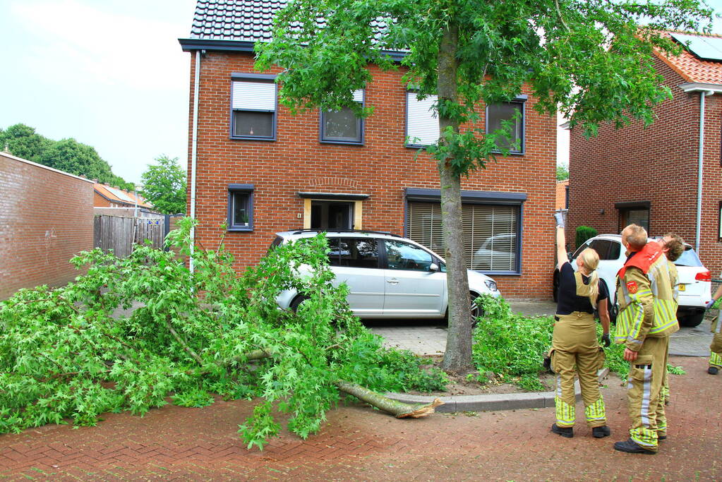 Grote tak breekt uit boom