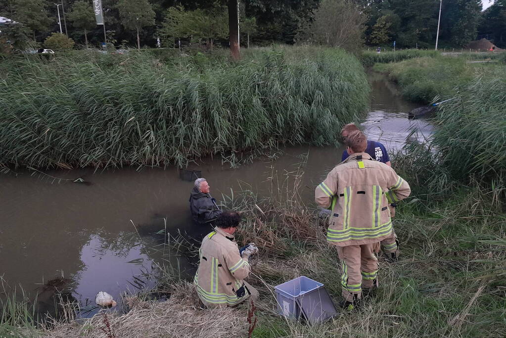 Brandweer probeert kuikens in problemen te redden