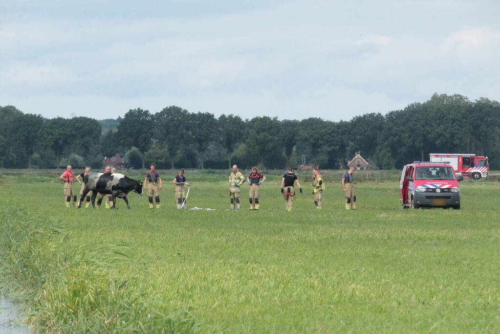 Brandweer ingezet voor koe in een sloot