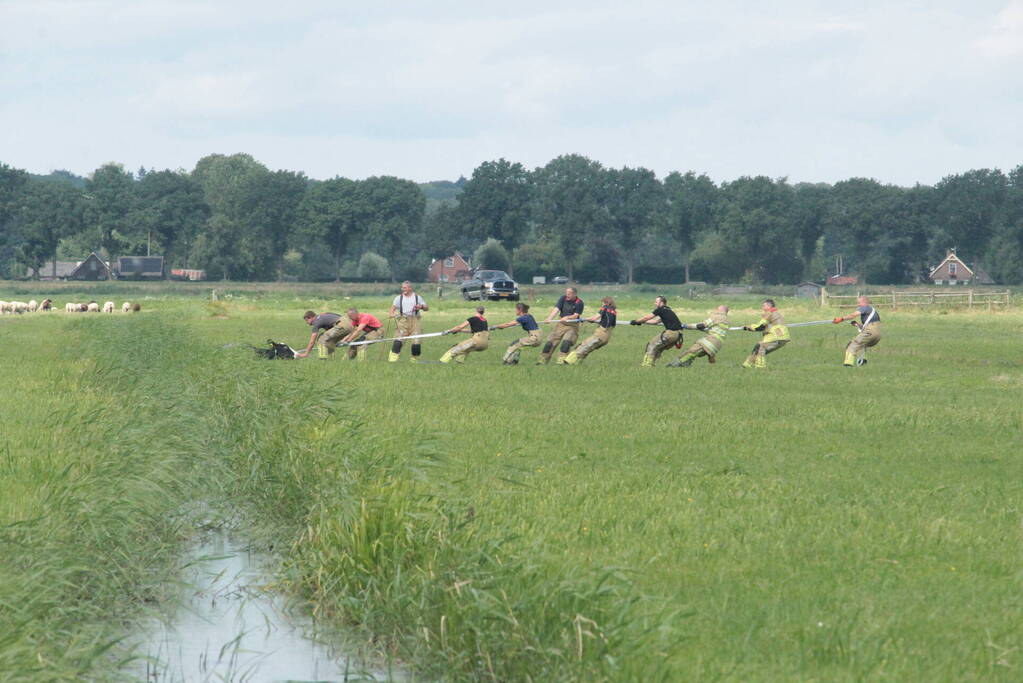 Brandweer ingezet voor koe in een sloot