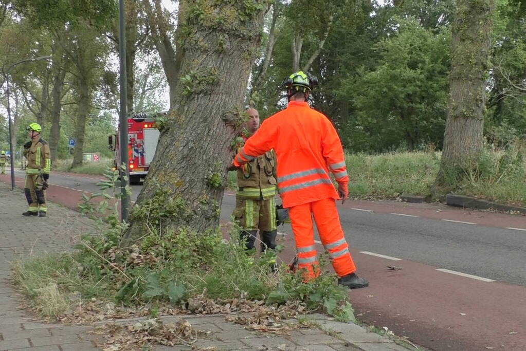 Boom weggezaagd na omvallen