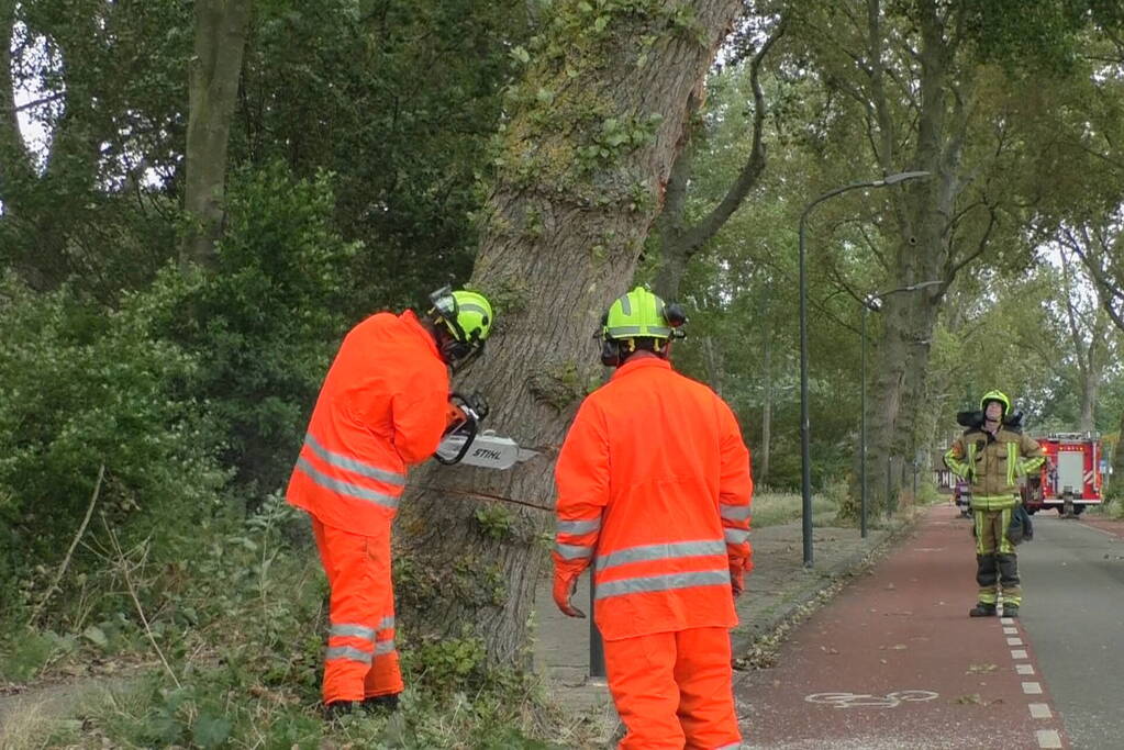 Boom weggezaagd na omvallen