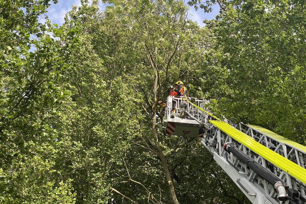 Boom dreigt op auto te vallen