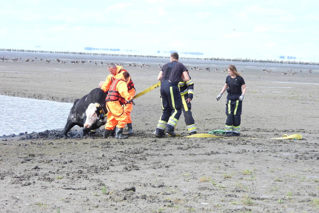 Koe uit slik bevrijdt