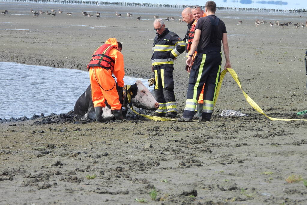 Koe uit slik bevrijdt