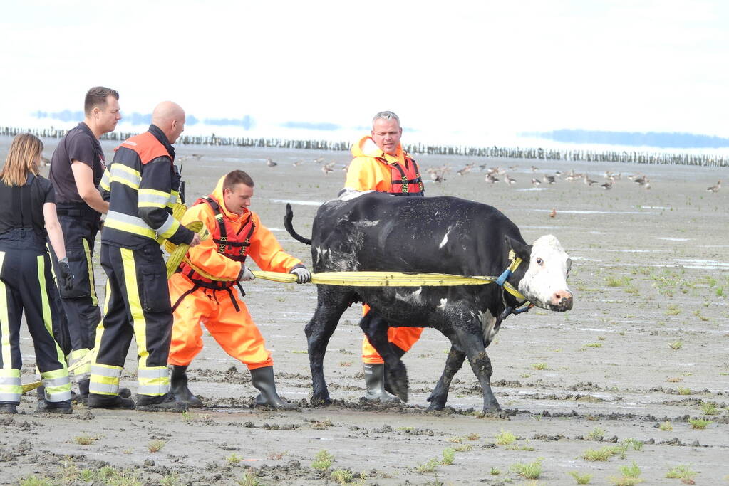 Koe uit slik bevrijdt