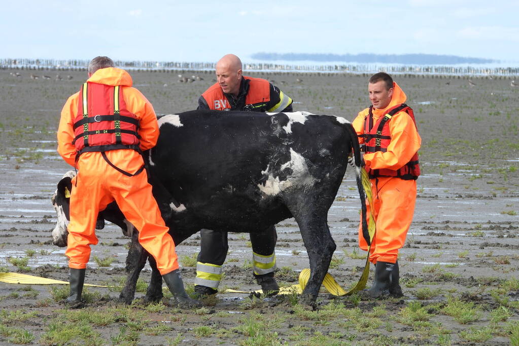 Koe uit slik bevrijdt