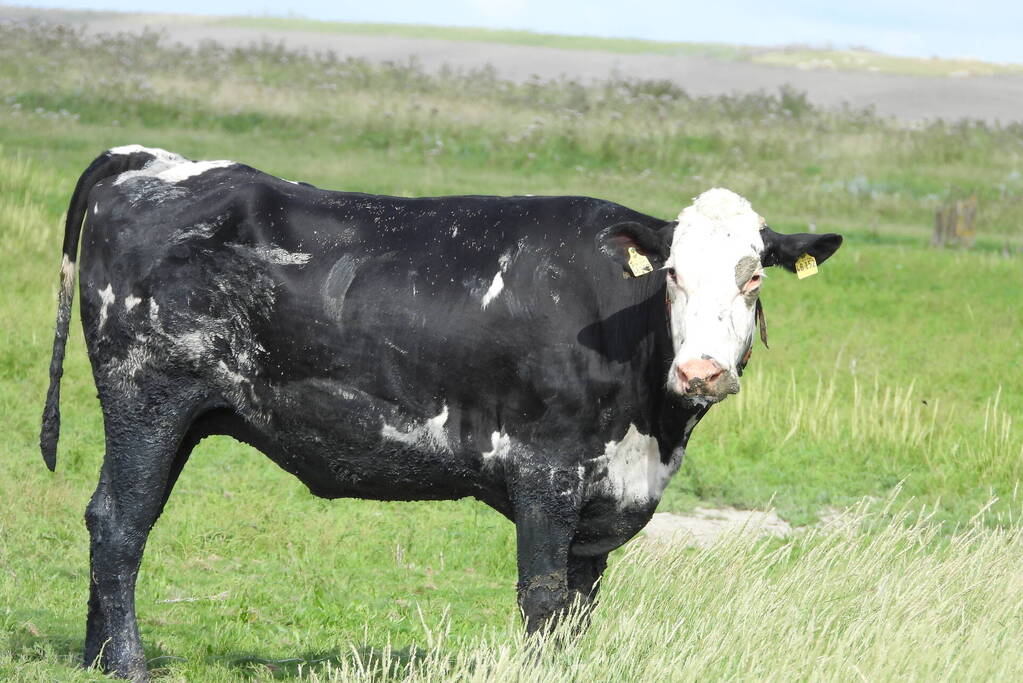 Koe uit slik bevrijdt