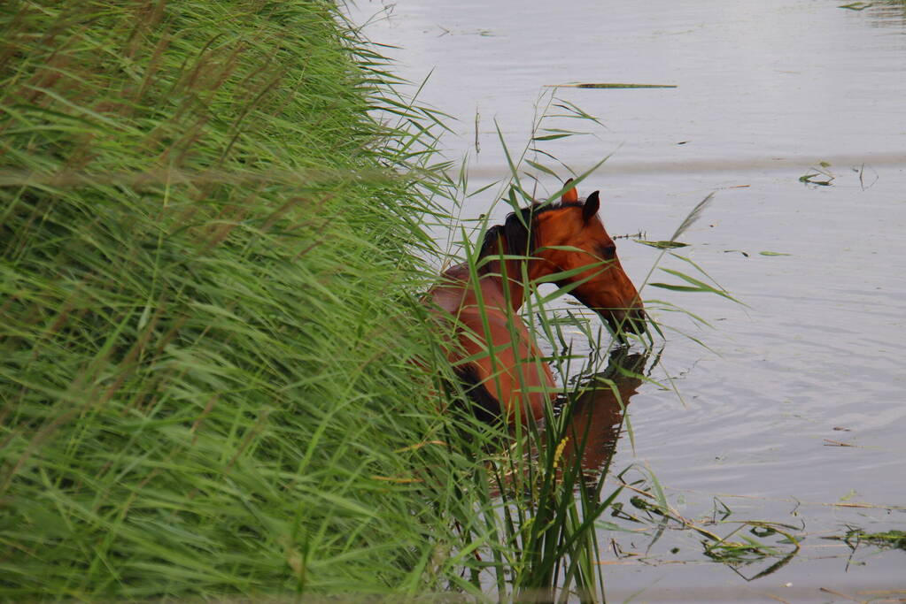 Brandweer takelt paard uit water