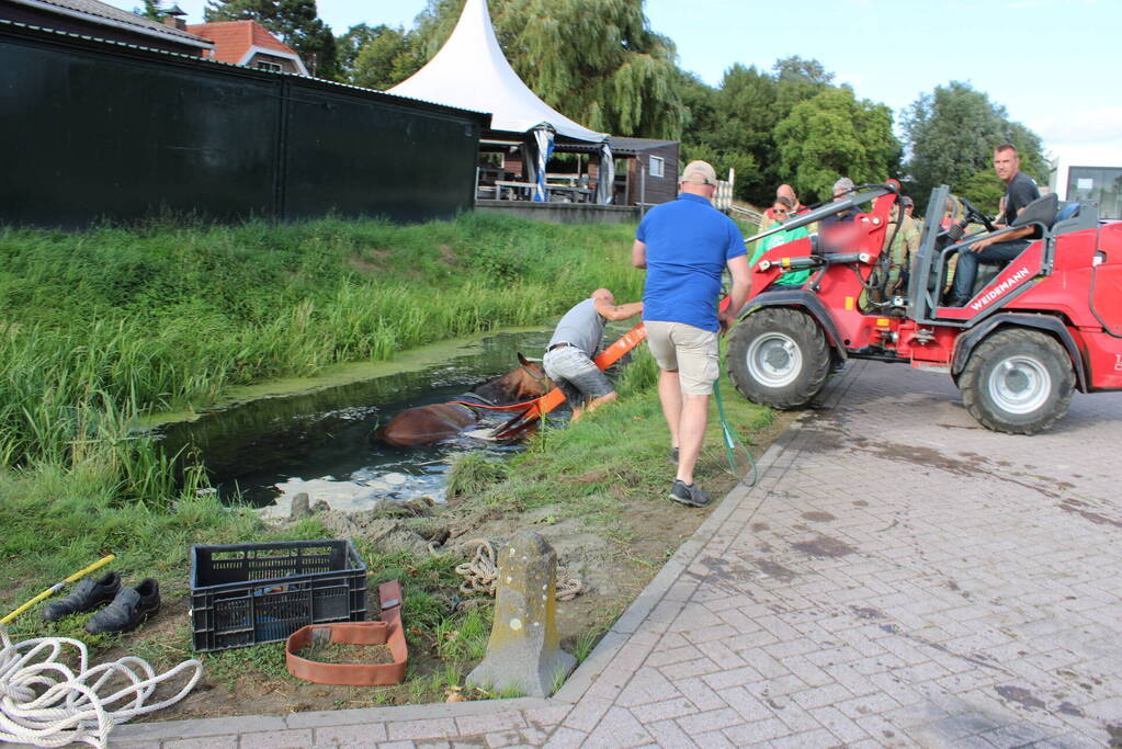 Brandweer redt paard uit sloot