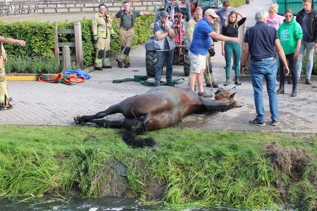 Brandweer redt paard uit sloot