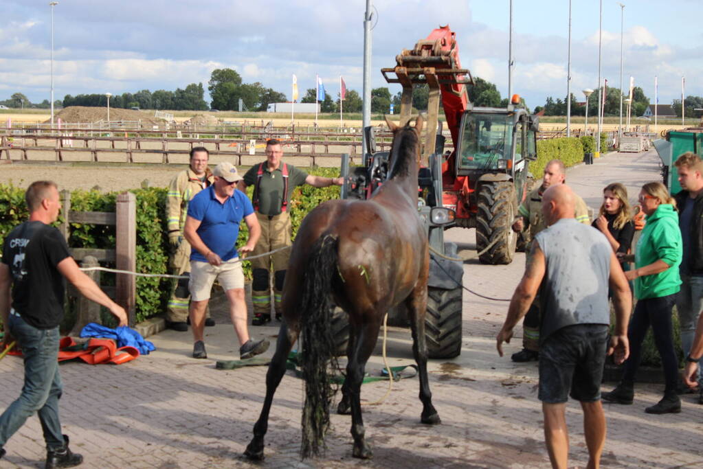 Brandweer redt paard uit sloot