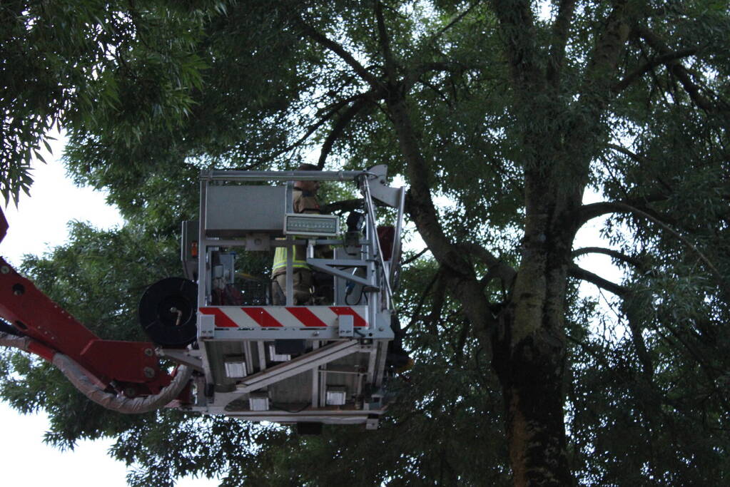 Brandweer redt kat uit boom