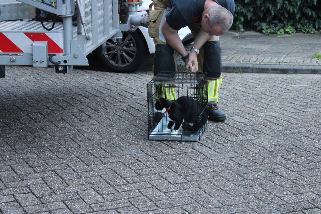 Brandweer redt kat uit boom