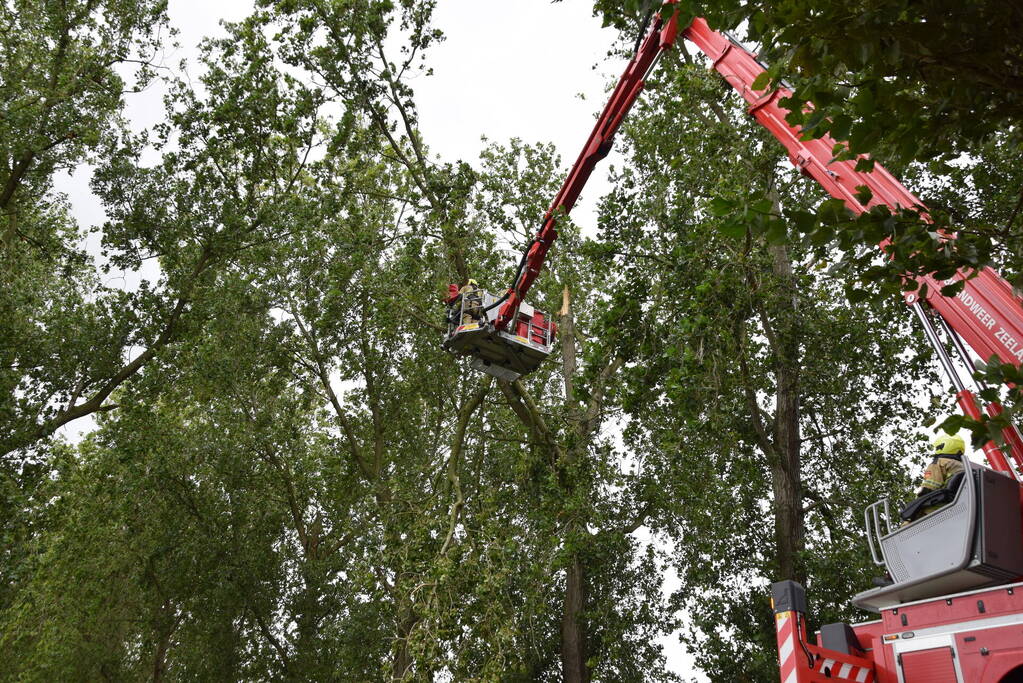 Brandweer ingezet voor afgebroken boom