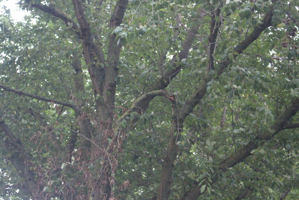 Takken van boom gezaagd na harde wind