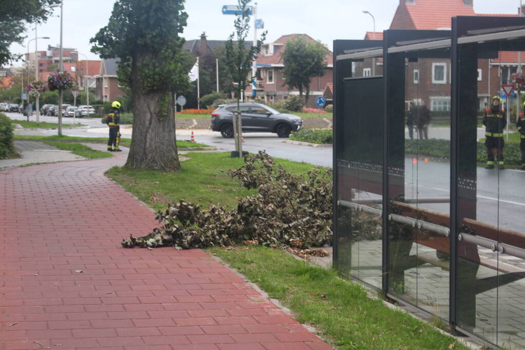 Takken van boom gezaagd na harde wind