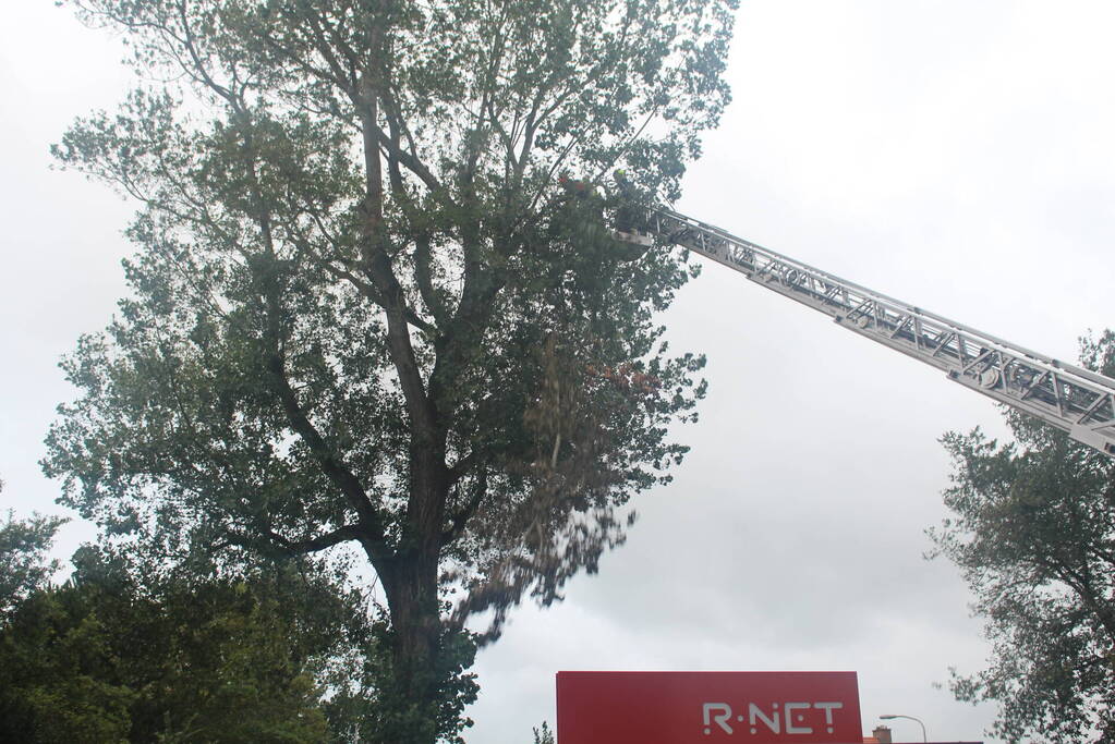 Takken van boom gezaagd na harde wind