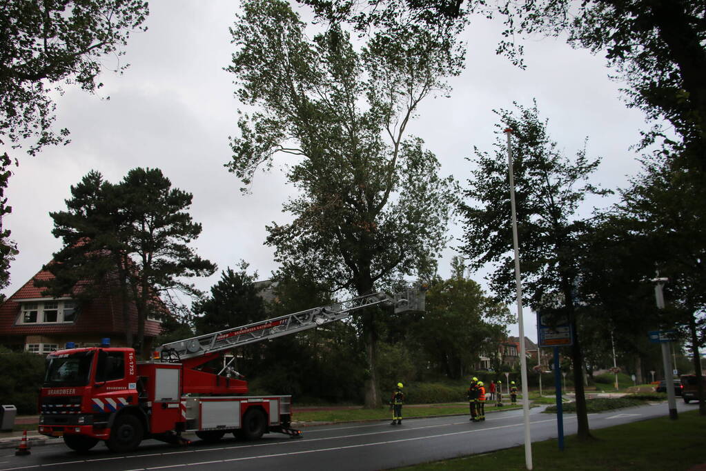 Takken van boom gezaagd na harde wind