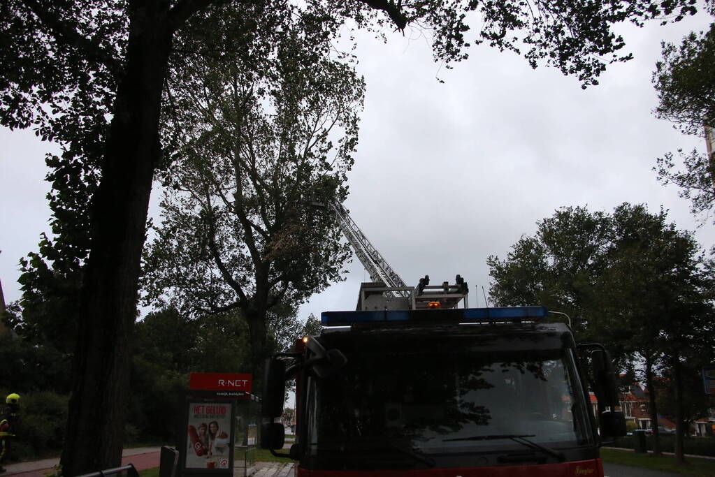 Takken van boom gezaagd na harde wind