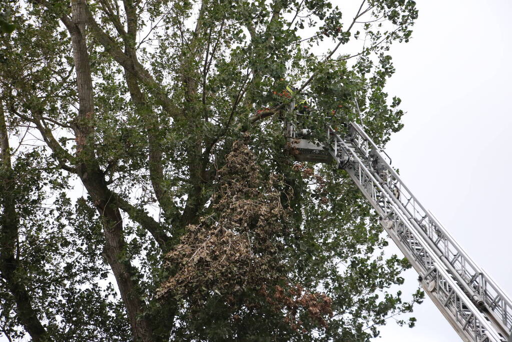 Takken van boom gezaagd na harde wind